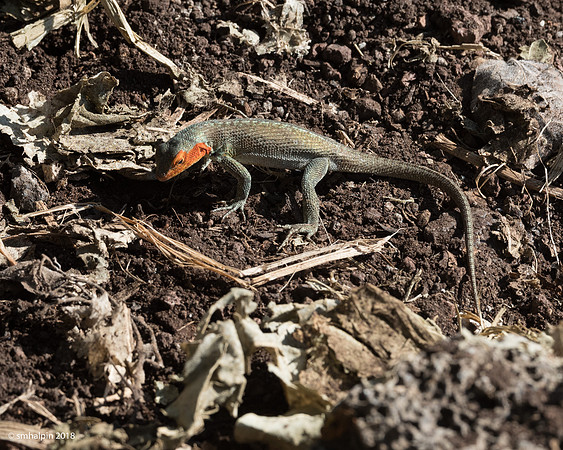 20180331-K1B_1018
