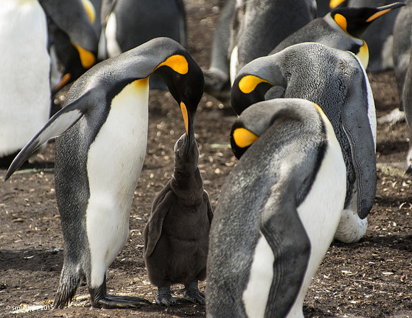 King Penguins