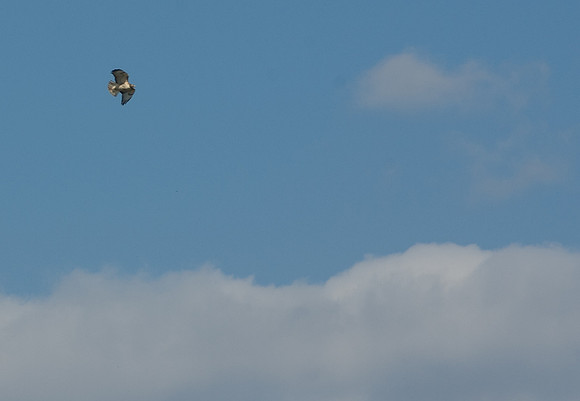 Eagle Bluffs Wildlife Refuge