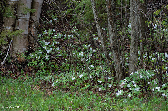 Trillium