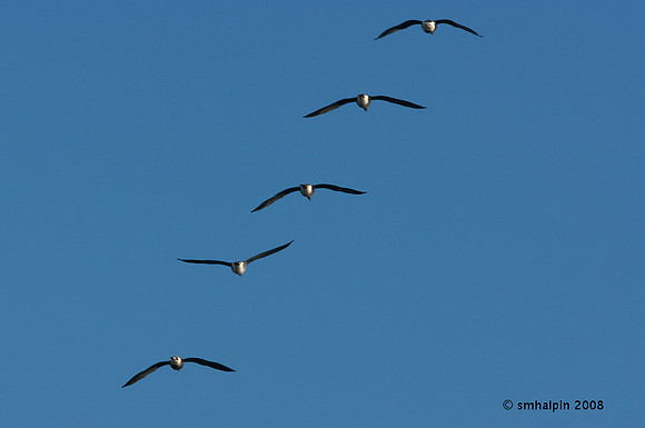 20081127-K20D5461-1