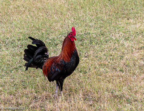 Free Range Chicken