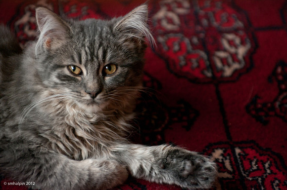 PAW-1