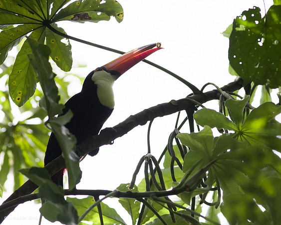 Toucan - Iguazu Falls