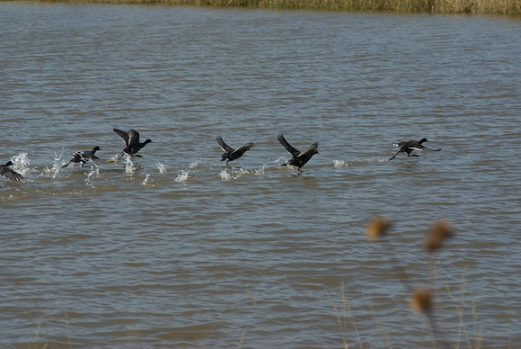 Eagle Bluffs Wildlife Refuge