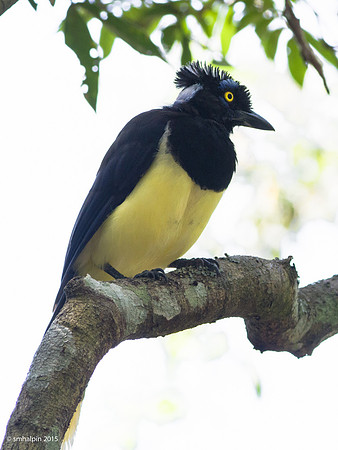 Jay - Iguazu Falls