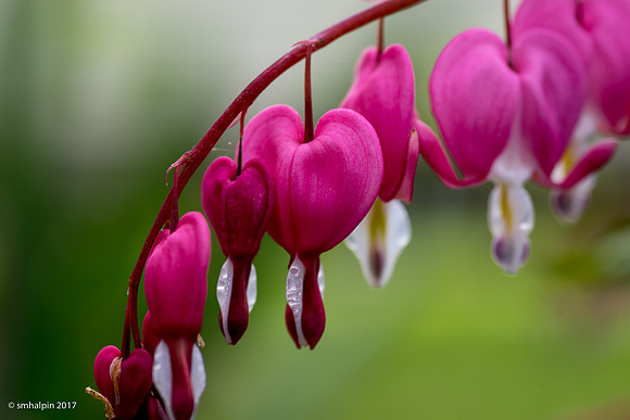 Bleeding Hearts