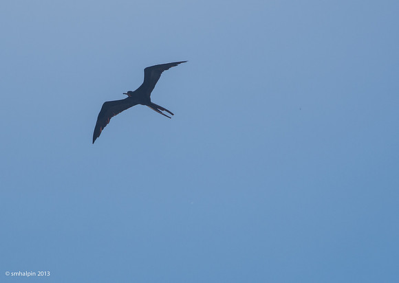 Frigate Bird