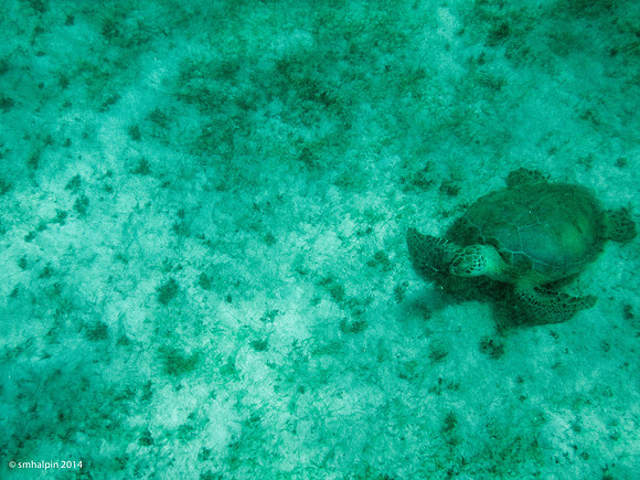 Sea turtle