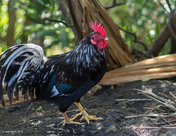 Blue-Black Rooster