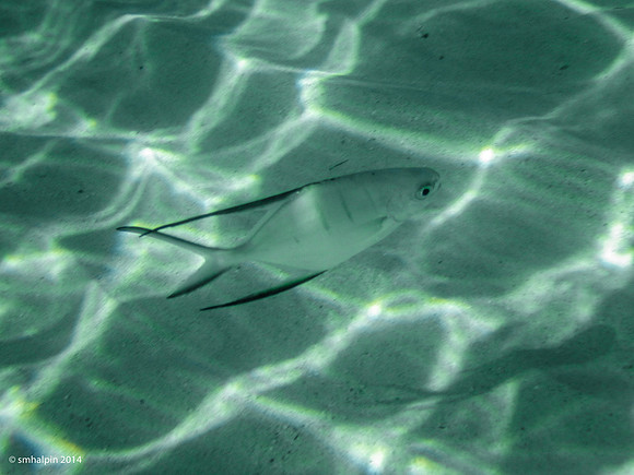 Also fish