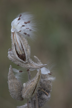 seedPod