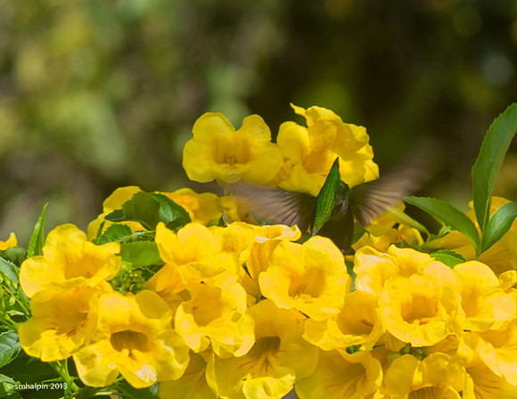 Antillean Crested Hummingbird