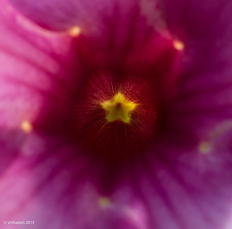 Five-star flower
