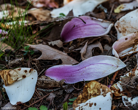 Fallen Magnolia leaves