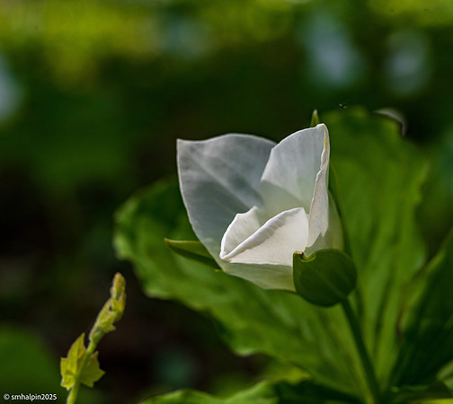 Trillium