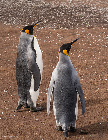 King Penguins