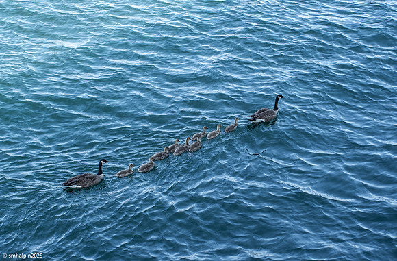 Passing Geese