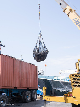 Manta Port - Unloading Tuna