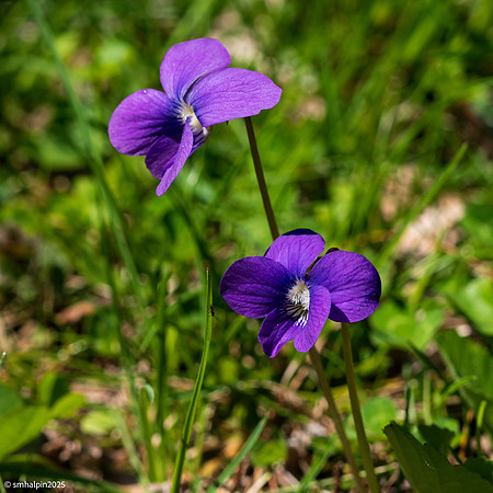 Purple flowers (Violets?)