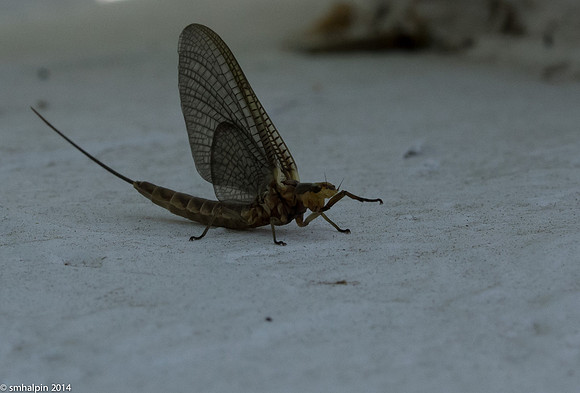 Big Bug