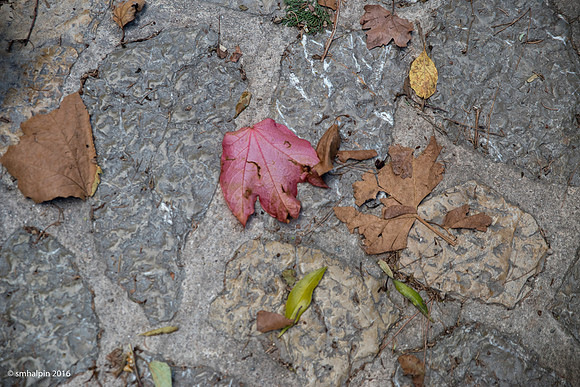20161109-K1B_2037