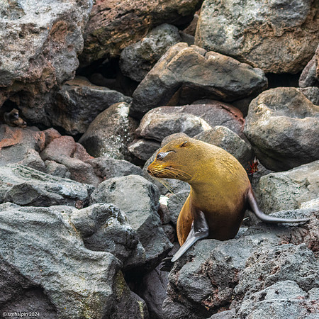 Day 3. Rabida Island -  Young Fur Seal