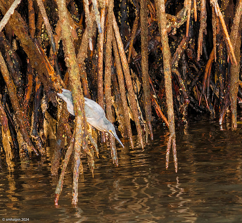 Day 2. Black Turtle Cove, Santa Cruz (Galápagos Heron)