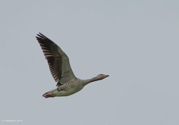 Denmark2014-5306