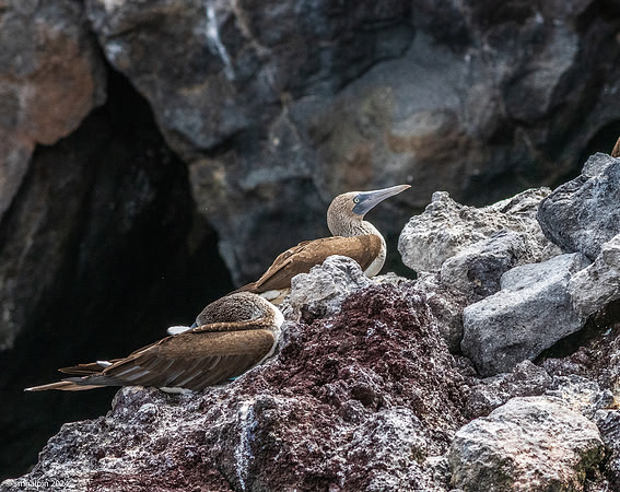 Day 3. Rabida Island - Boobies