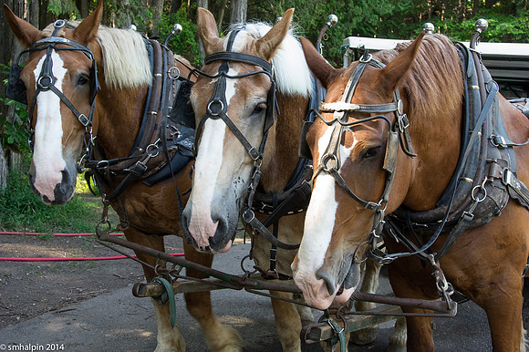 Three-horse Team