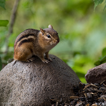 Chipmunk