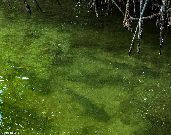 Day 2. Black Turtle Cove, Santa Cruz (small Sharks)