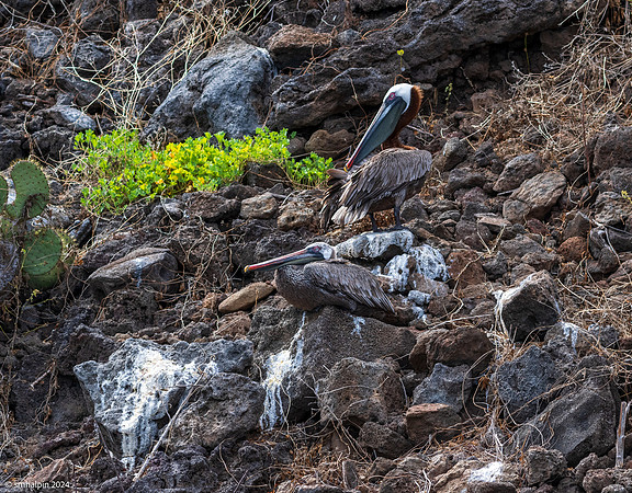 Day 3. Rabida Island - Brown Pelican Pair