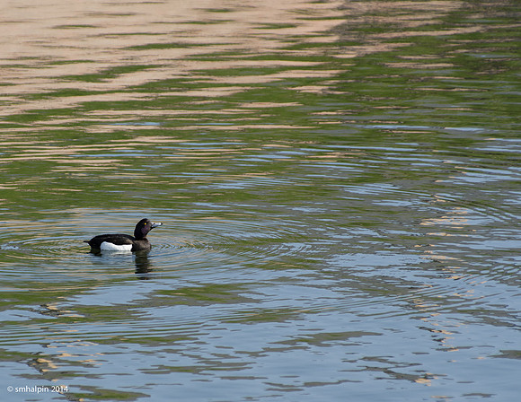 Denmark2014-4865