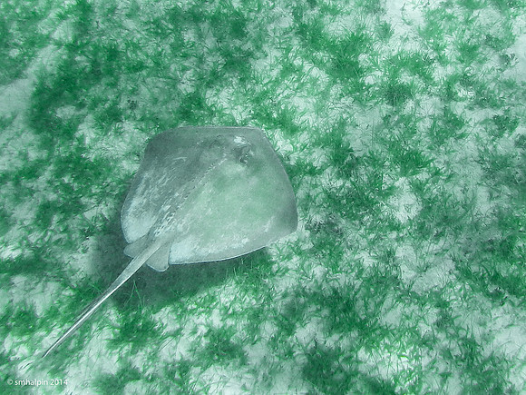 Ray
