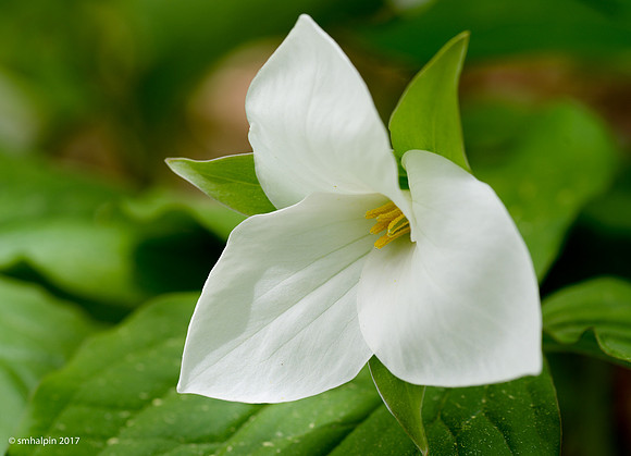 Trillium