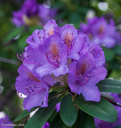 Spring2024-