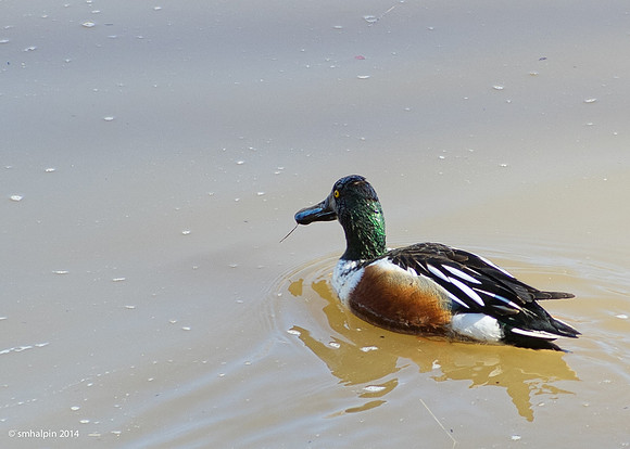 Northern Shoveler