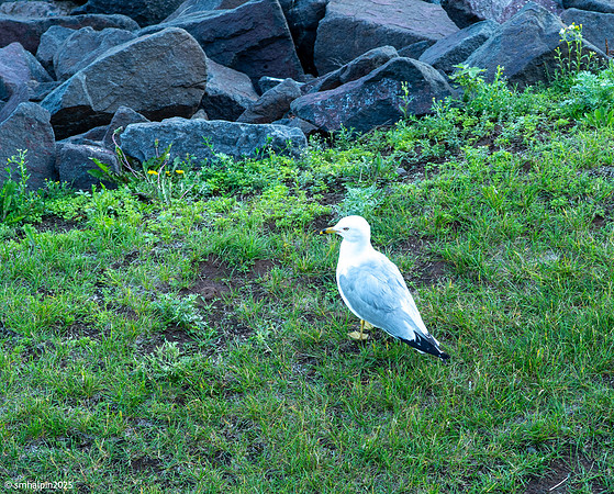 Lake Superior, Duluth area